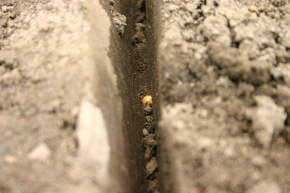Keeton Seed Firmer